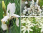 Preview: weißer Blütenschimmer